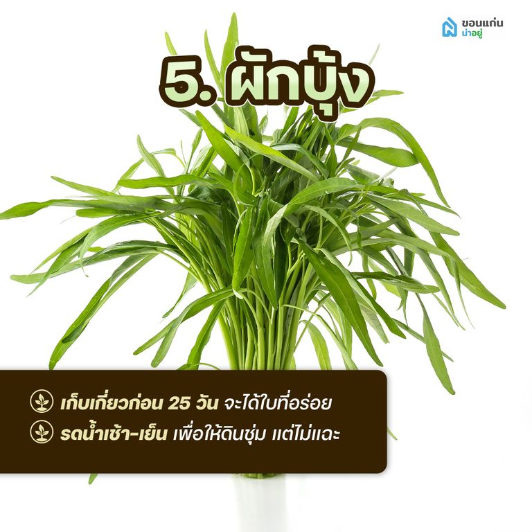 ผักสวนครัวสำหรับปลูกในกระถาง ผักบุ้ง