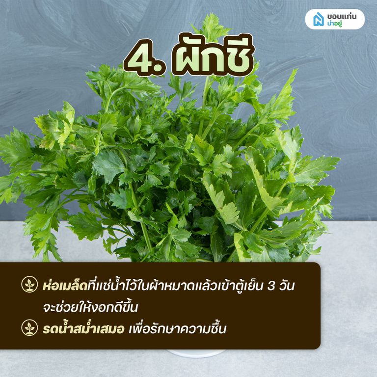 ผักสวนครัวสำหรับปลูกในกระถาง ผักชี
