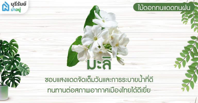 มะลิ