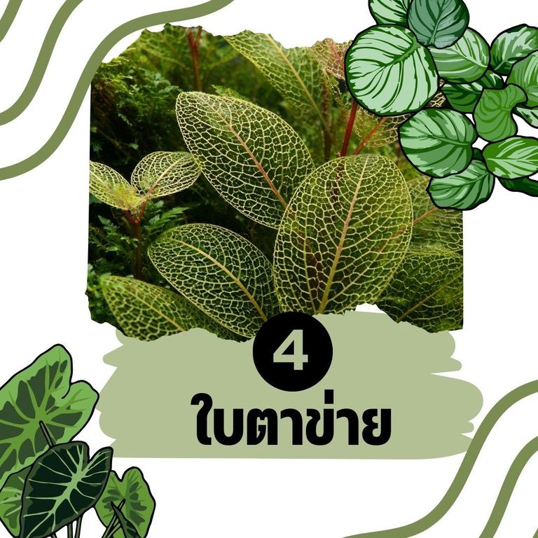 ต้นไม้น้ำ ใบตาข่าย