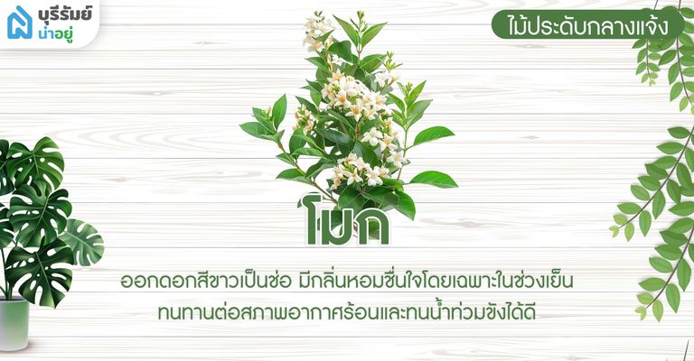 โมก