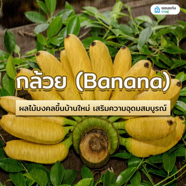 กล้วย (Banana) ผลไม้มงคลขึ้นบ้านใหม่ เสริมความอุดมสมบูรณ์