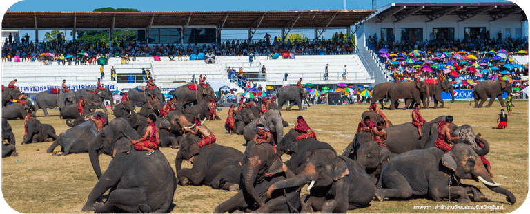 งานแสดงช้าง Surin Elephant Round-up