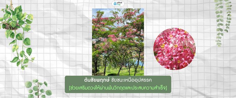 ต้นชัยพฤกษ์