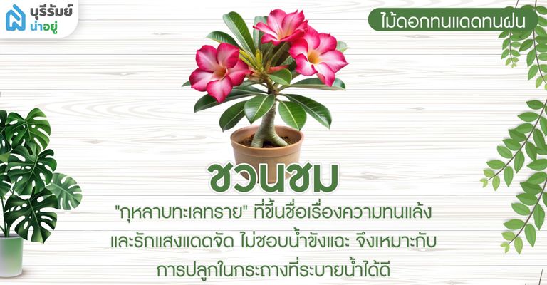 ชวนชม