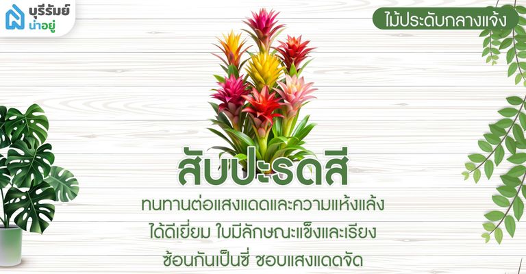 สับปะรดสี