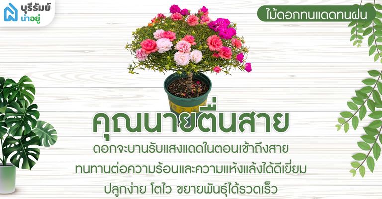 คุณนายตื่นสาย