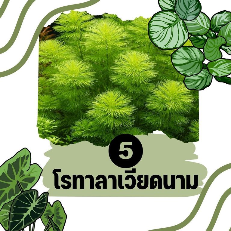 ต้นไม้น้ำ โรทาลาเวียดนาม