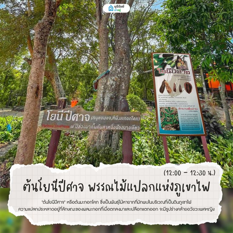 ต้นโยนีปีศาจ พรรณไม้แปลกแห่งภูเขาไฟ 