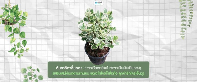 ต้นสาลิกาลิ้นทอง
