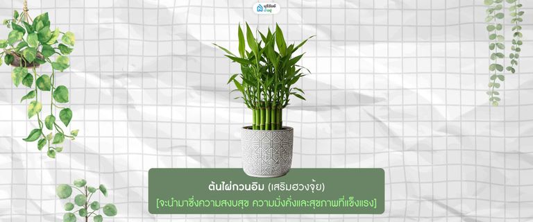 ต้นไผ่กวนอิม 