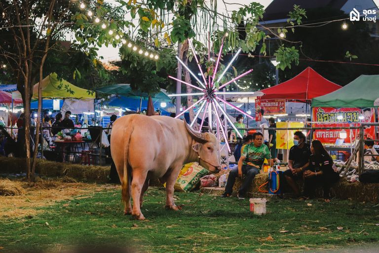 งานทุ่งศรีเมือง อุดรธานี