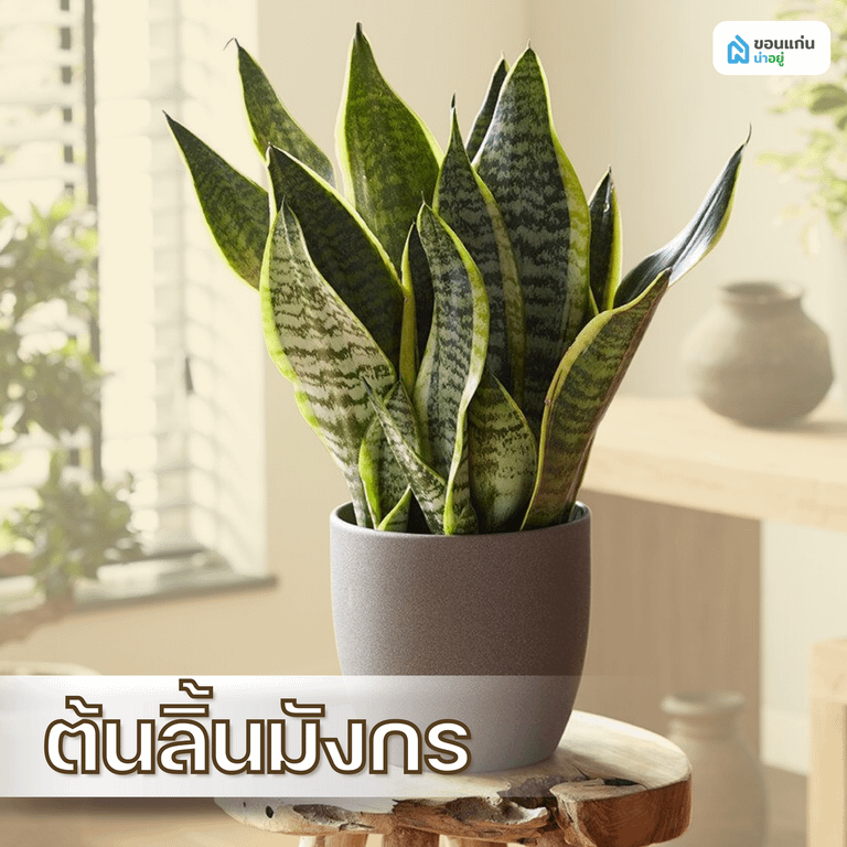 ต้นลิ้นมังกร