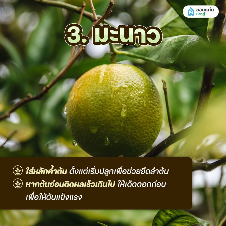 ผักสวนครัวสำหรับปลูกในกระถาง มะนาว