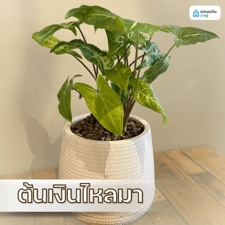 ต้นเงินไหลมา
