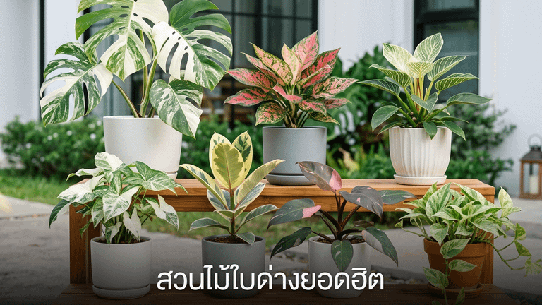 สวนไม้ใบด่างยอดฮิต