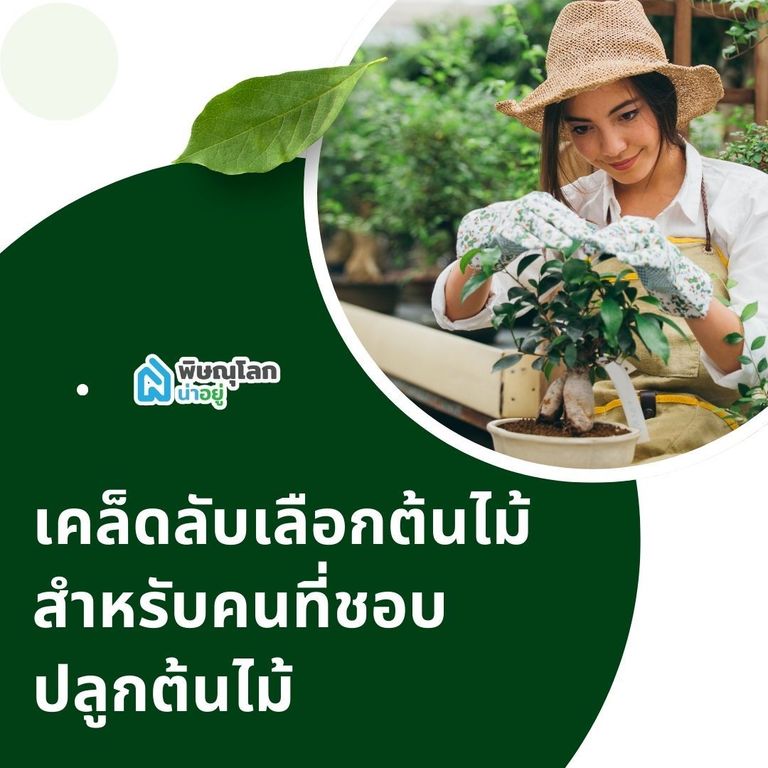 เคล็ดลับเลือกต้นไม้สำหรับคนที่ชอบปลูกต้นไม้