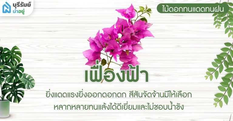 เฟื่องฟ้า