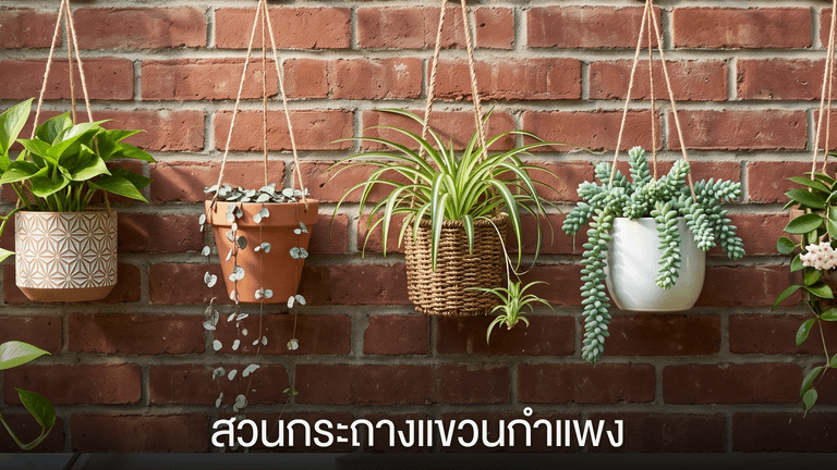 สวนกระถางแขวนกำแพง
