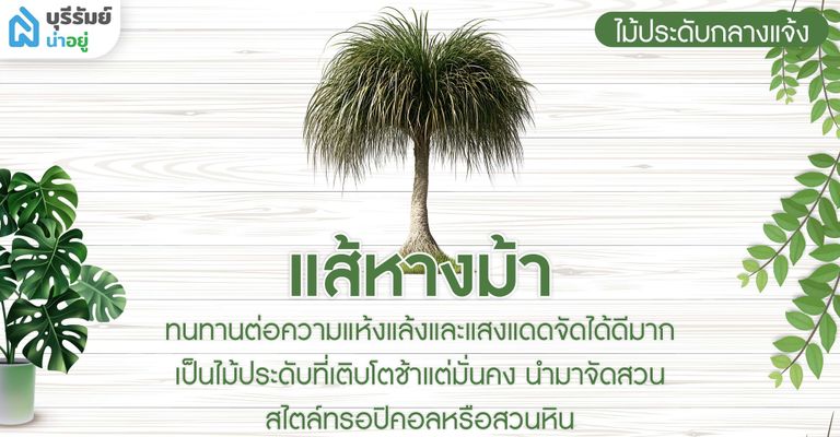 แส้หางม้า