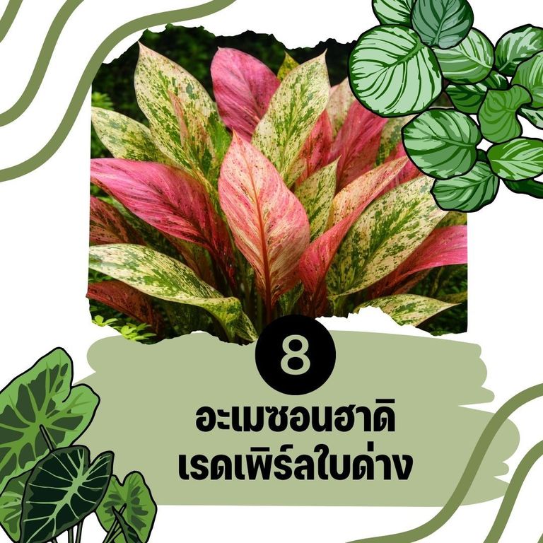 ต้นไม้น้ำ อะเมซอนฮาดิเรดเพิร์ลใบด่าง