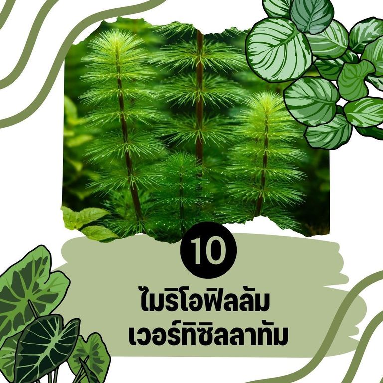 ต้นไม้น้ำ ไมริโอฟิลลัม เวอร์ทิซิลลาทัม