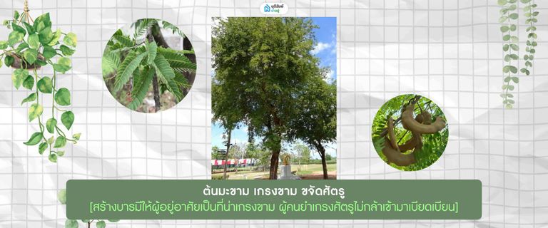 ต้นมะขาม
